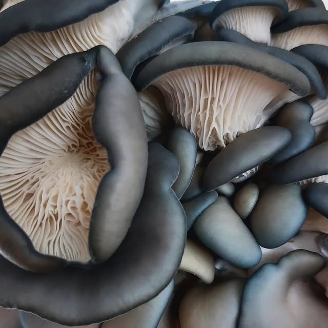Blue oyster mushrooms