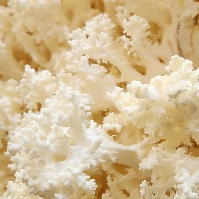 Comb tooth mushrooms