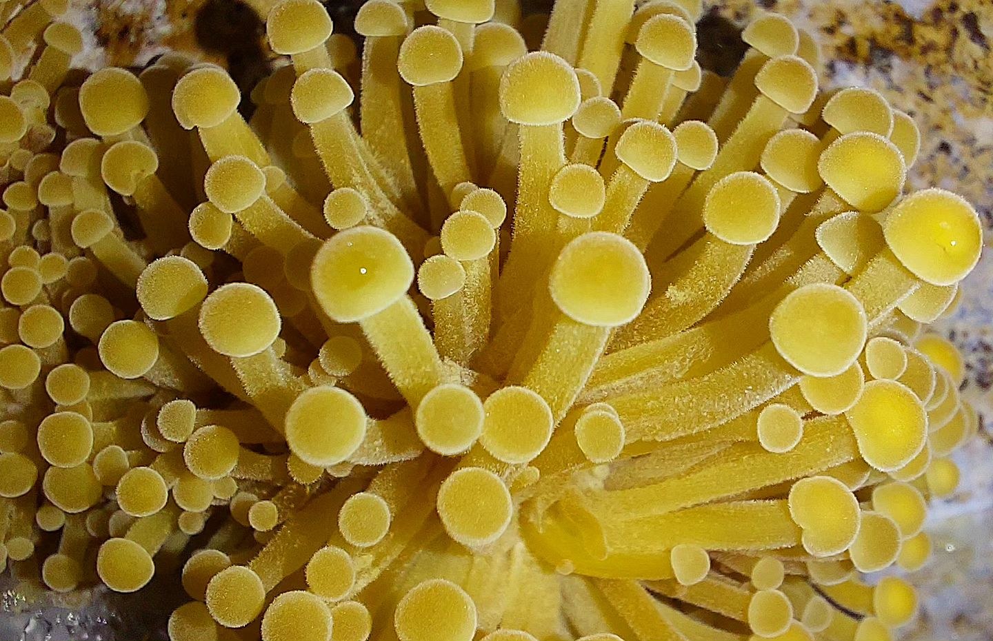 Enoki mushrooms