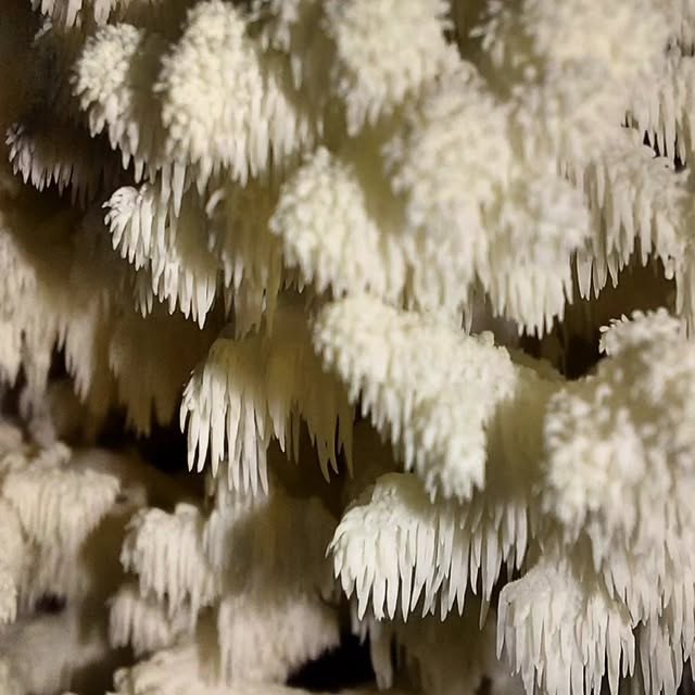 Lion's mane mushrooms