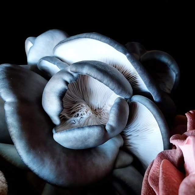 Oyster mushroom